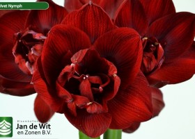 hippeastrum Velnym ® (2)